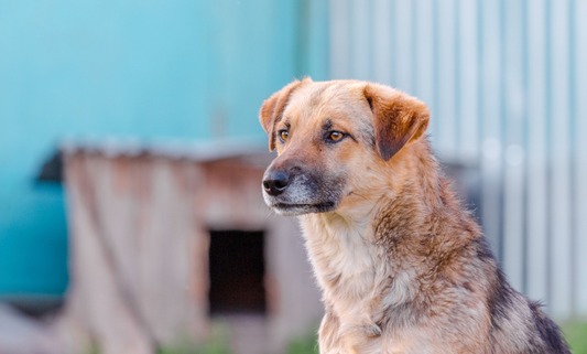 Is Catnip Safe for Dogs?