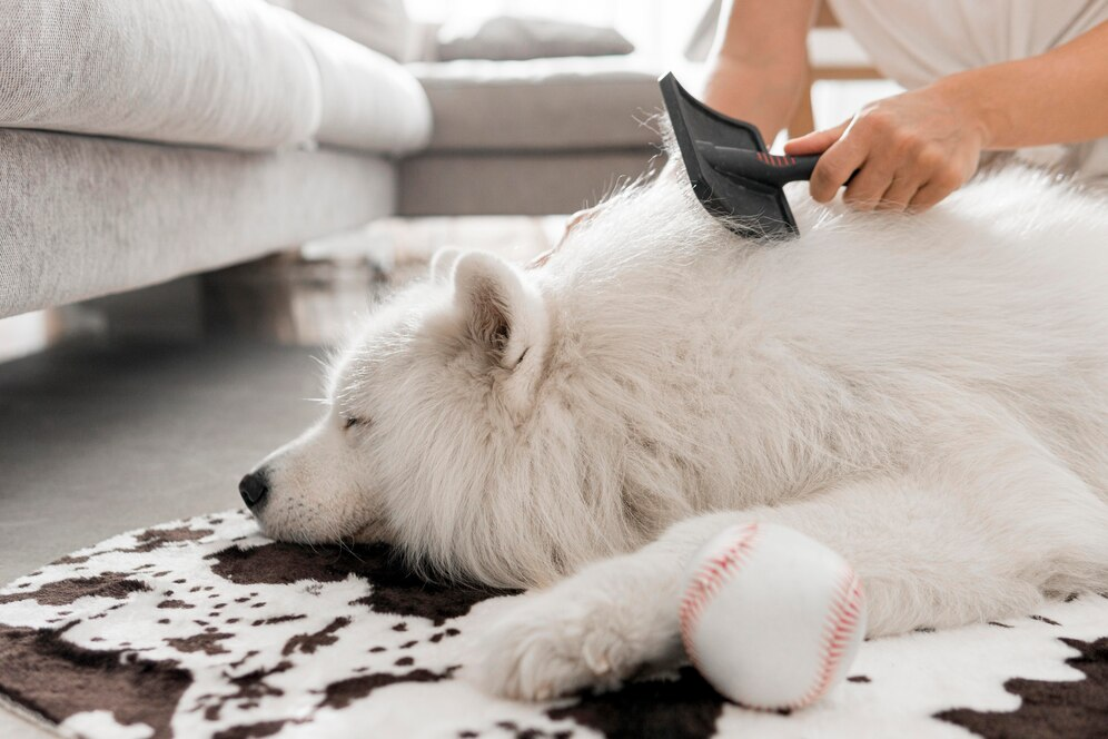 Let's Find Out How to Unmat Dog Hair