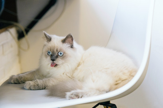 Male Cat Before And After Neutering