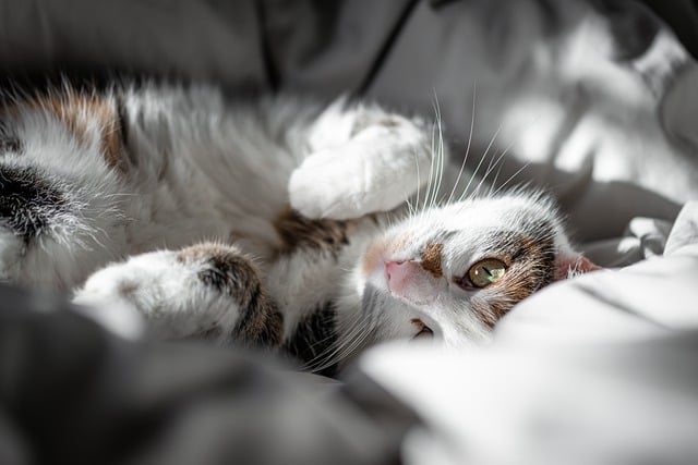 New Kitten Checklist: All You Need to Know