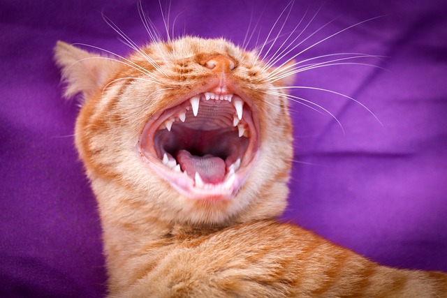 Pale Gums in Cats