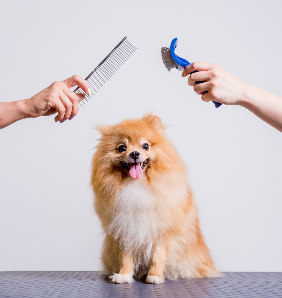 Pin Brush vs Slicker Brush: What's the Difference?