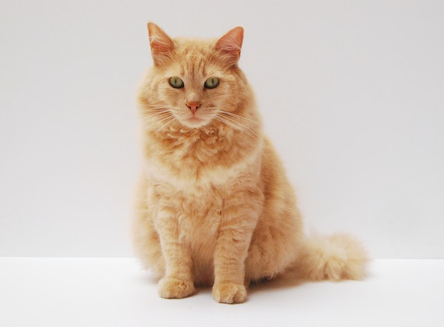 Pregnant Cat Nipples vs Normal Cat Nipples: The Difference