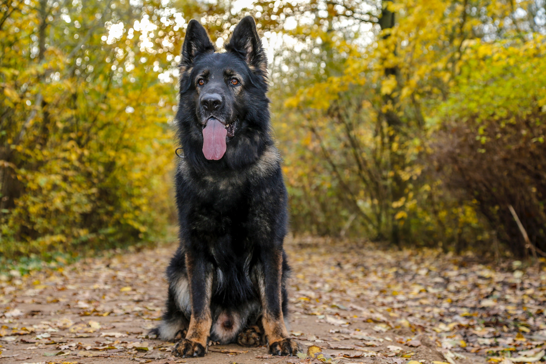 Pro Tips on How to Cut German Shepherd Nails