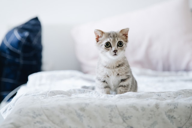 Pros And Cons Of Neutering A Cat