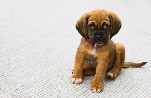 Pros And Cons Of Spaying A Dog