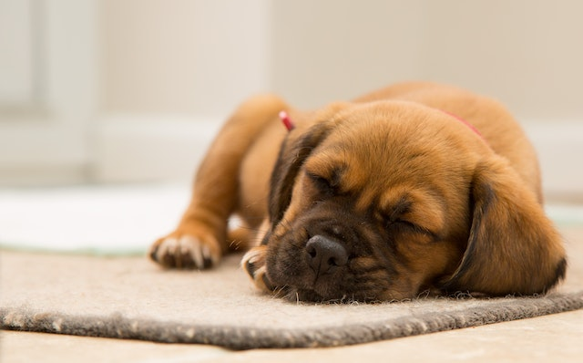 Puppy Has Diarrhea But Still Playful: All You Need to Know About this Situation