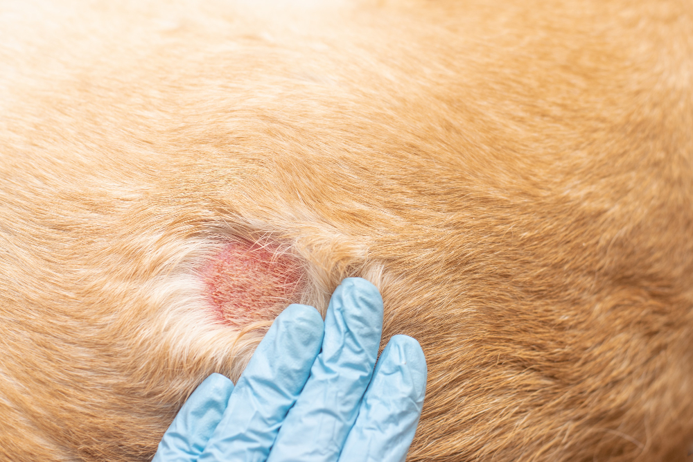 Pyoderma in Cats: Symptoms, Causes, and More