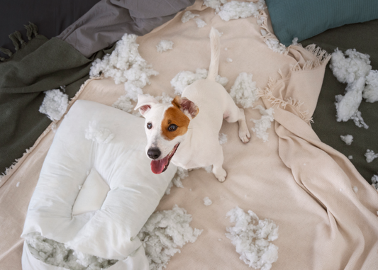 Reasons Why Do Dogs Dig On Beds And Couches