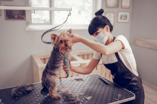 Reasons Why Dog Acting Weird After Being Shaved