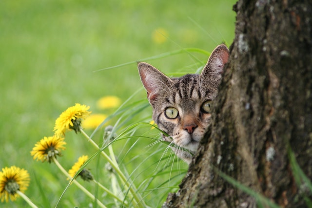 Safe Flowers For Cats