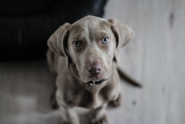 Side Effects of Deworming a Dog
