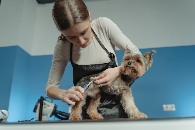 Trimming vs. Grinding Dog Nails: What's Best?