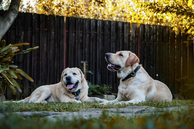 Warning Signs After Dog Neutering