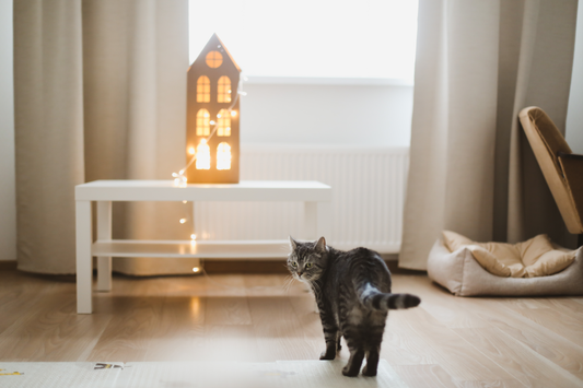 Ways to Create a Safe Space for Your Indoor Cat