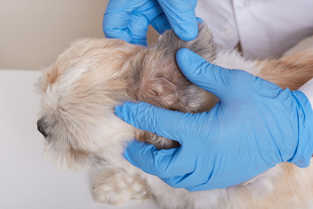 What Do Fleas Look Like on Your Dog?