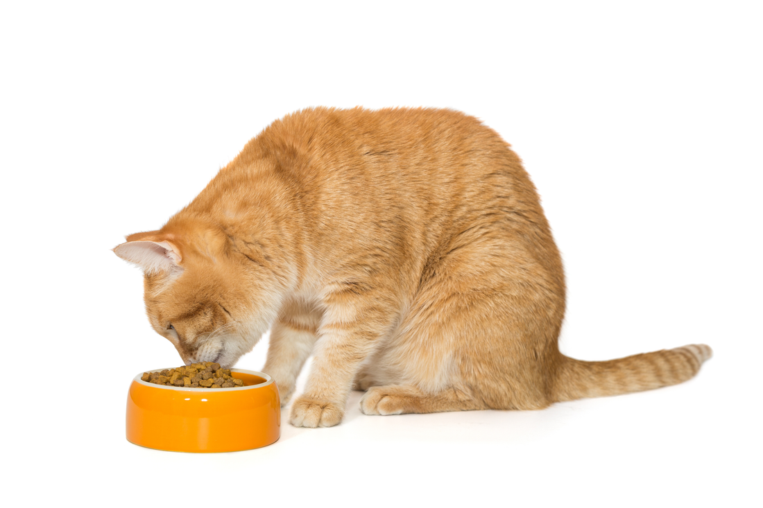 What to do if you see a Lump or Bump on a Cat