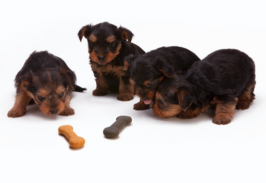 When Can Puppies Chew On Bones?