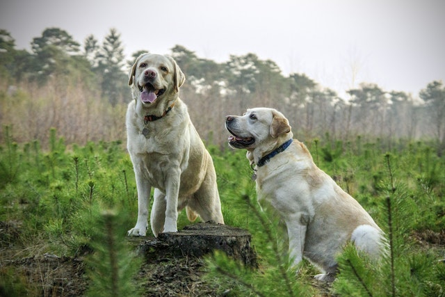 When Is Dog Diarrhea An Emergency?