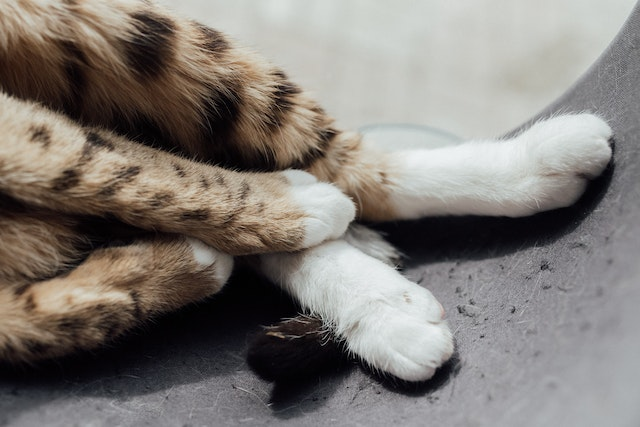 Why Are My Cat Nails Splitting?