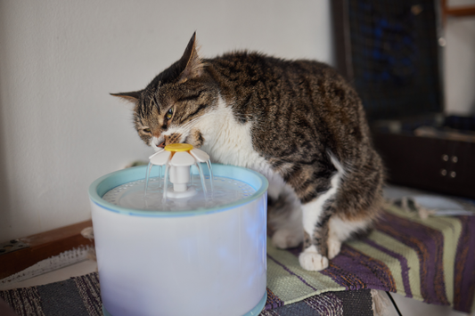 Why Do Cats Put Toys in Water?