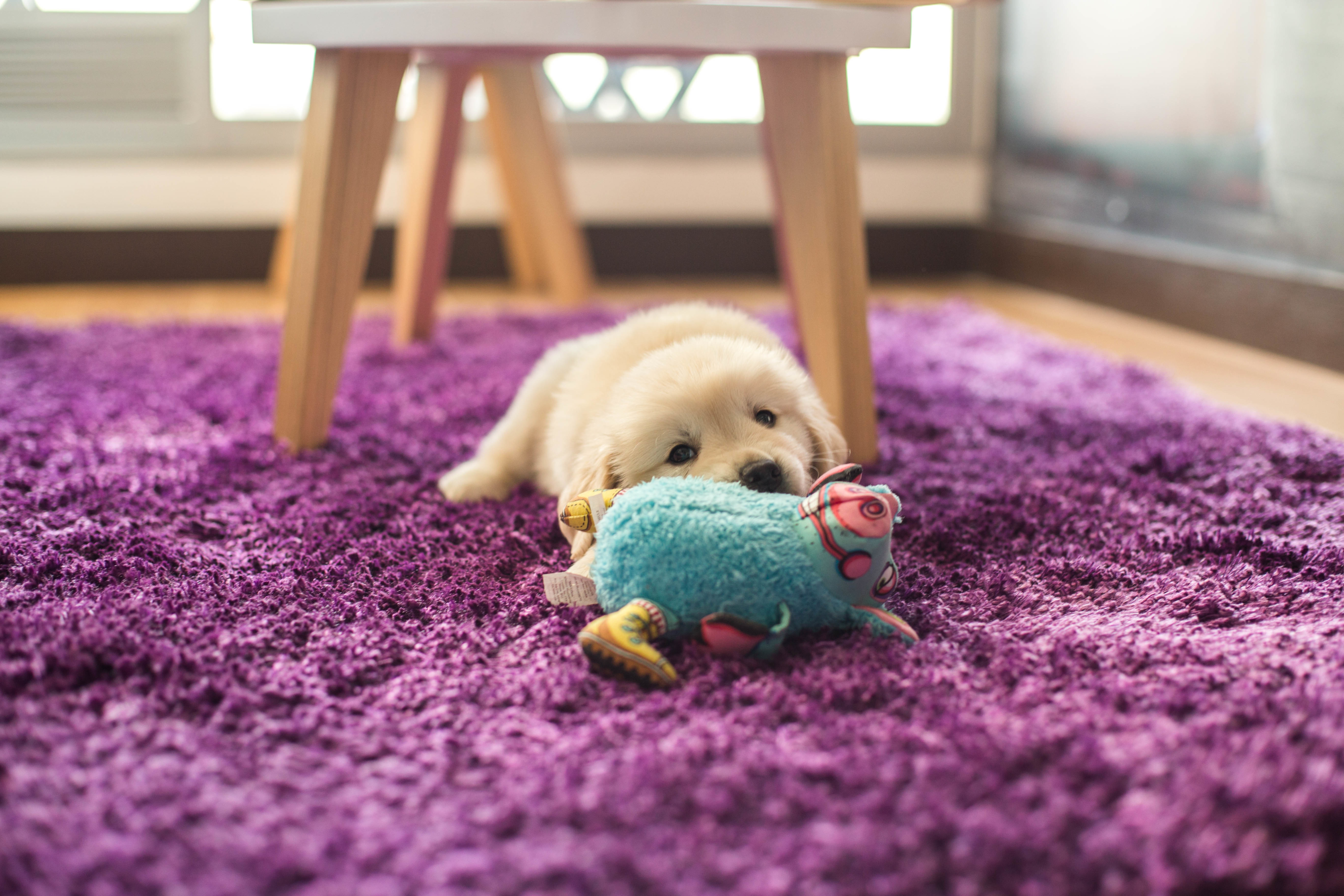 Picture of 4 Reasons Why Dogs Like Squeaky Toys | RexiPets