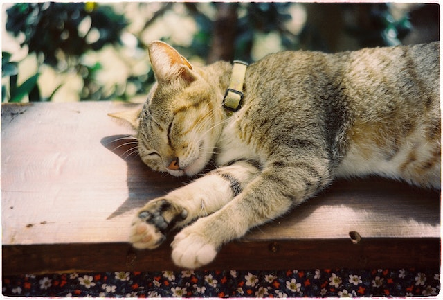 Why Does My Cat Bite His Nails?