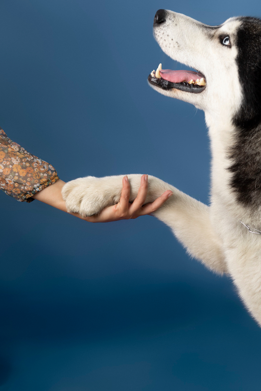 Why Does My Dog Chew His Paws and Why it is Bad?