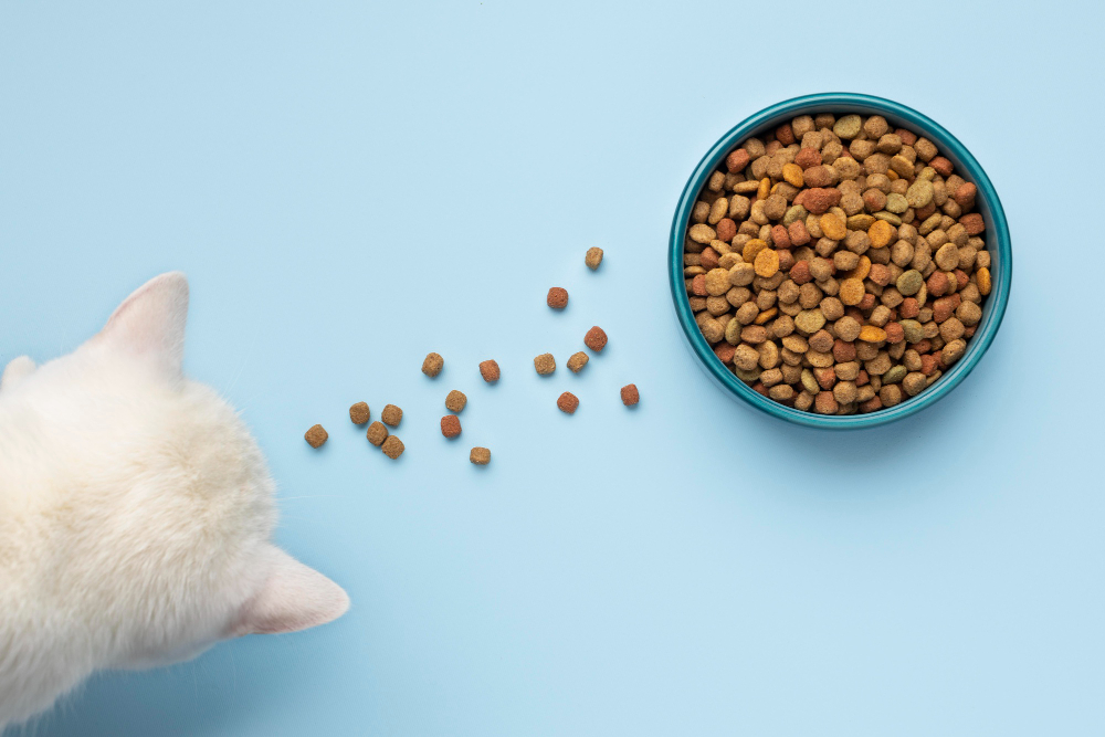 Why Is My Cat Always Hungry?