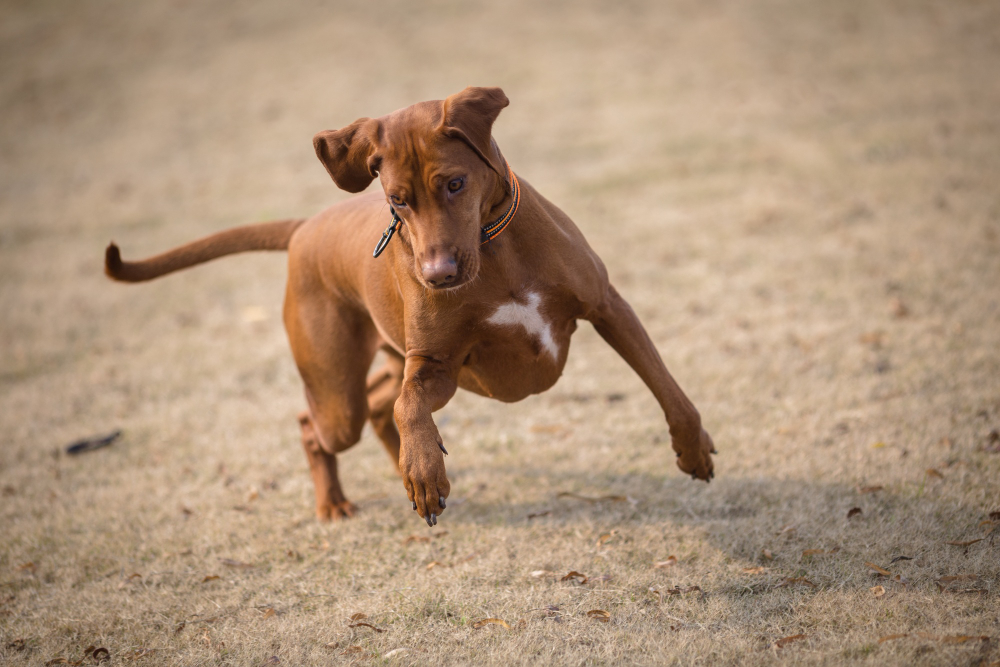 Why Is My Dog Breathing Heavy + Steps You Can Take to Help