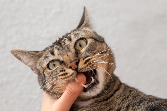 Why My Cat Chews on Wood Furniture