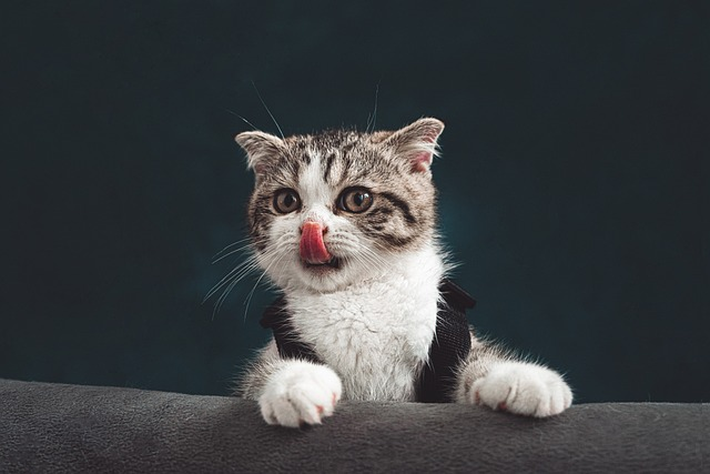 Why My Cat Won't Sleep At Night?