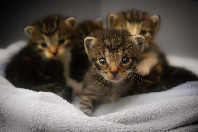 Why Wait 6 Months to Neuter a Cat?