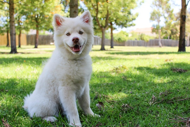 Will Spaying Calm A Female Dog?