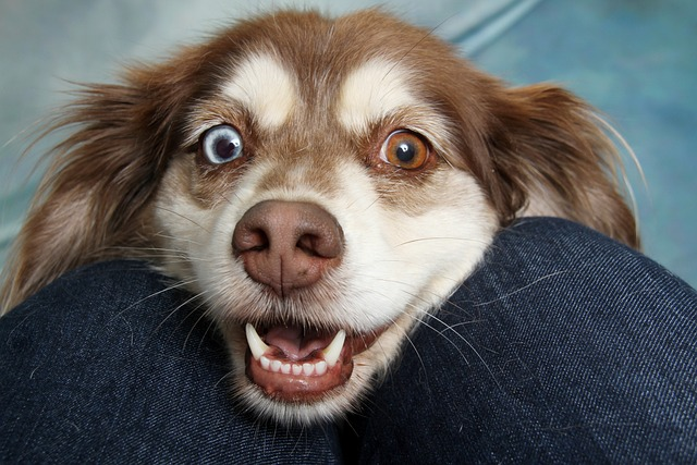Yak Chews vs Bully Sticks: Pros and Cons