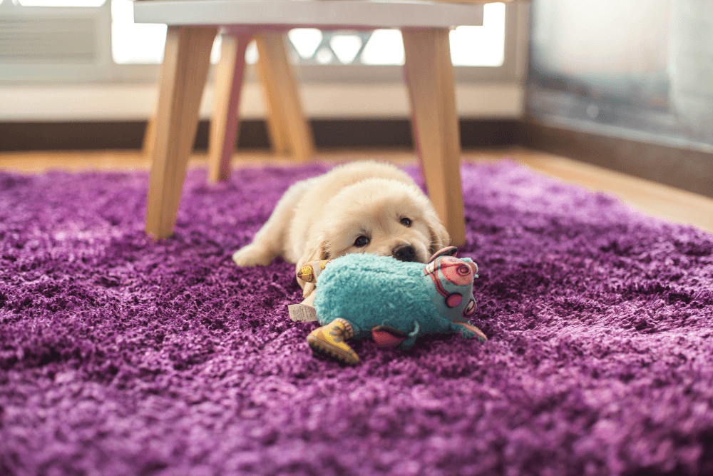 What To Do When Your Dog Swallows A Squeaky Toy? - RexiPets