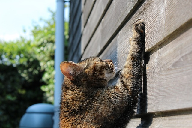 Benefits of Declawing a Cat