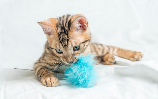 Cat Toys For Exercise If Your Cat Is Lazy