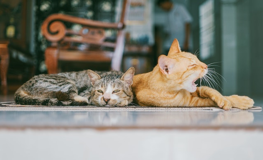 Can I Feed My Cat After Deworming Treatment?