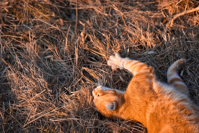 Cat Nail Caps - Pros and Cons