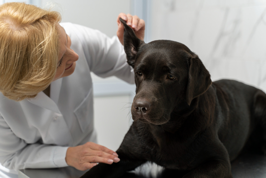 Dog Ear Yeast Infection vs Ear Mites: What's the Difference