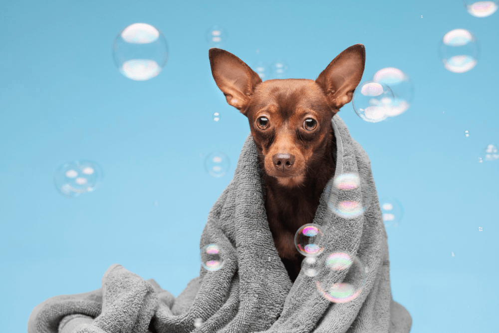 How To Wash Plush Dog Toys With Squeakers? - RexiPets
