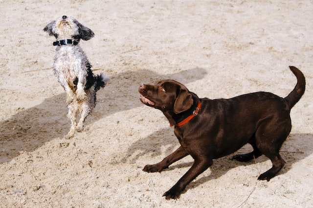 Does Dog Urine Really Kill Plants?