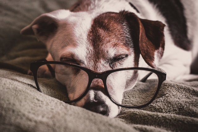 What Should I Do If My Dog Has Fleas And Sleeps In My Bed?