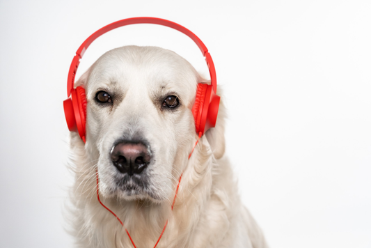 Best Dog Noise-Cancelling Headphones