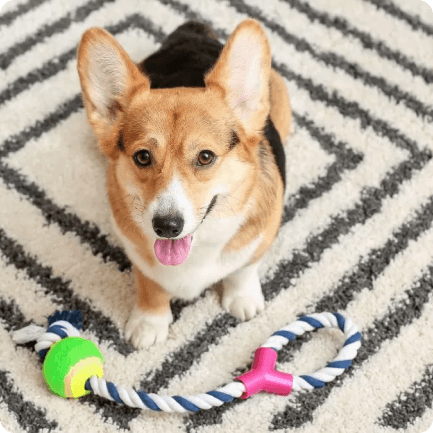 How to Choose Safe Toy for Your Dog - RexiPets