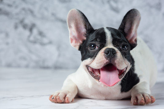 How to Trim Your French Bulldog's Nails At Home