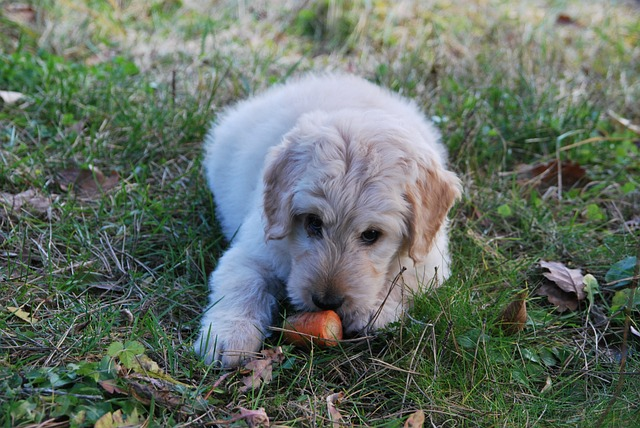 Can Dogs Eat Carrots?