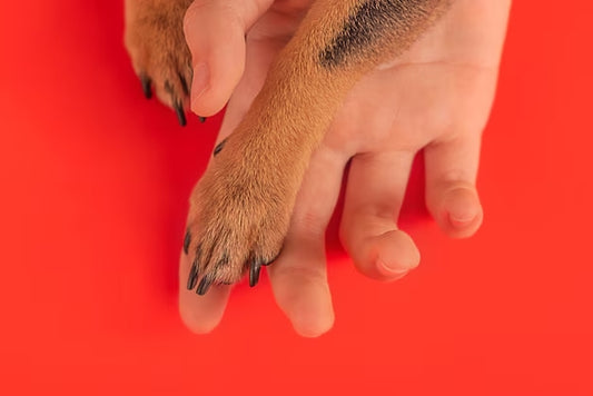 How to Stop Dog Nail Bleeding?