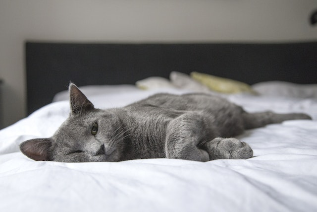 Let's Find Out How Long After Deworming A Cat Are The Worms Gone